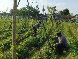 Uwi Ungu Tumbuh Subur, Polsek Wates Intensif Lakukan Pendampingan untuk Dukung Ketahanan Pangan