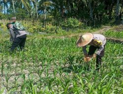 Polres Lumajang Terjunkan Personel Penggerak Ketahanan Pangan Dampingi Warga Tani